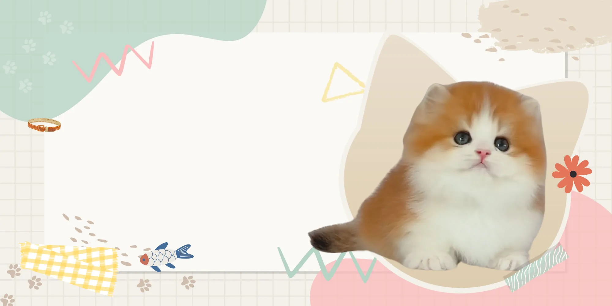 小安貓舍-貓舍,英短貓舍,桃園貓舍,龜山貓舍,林口貓舍