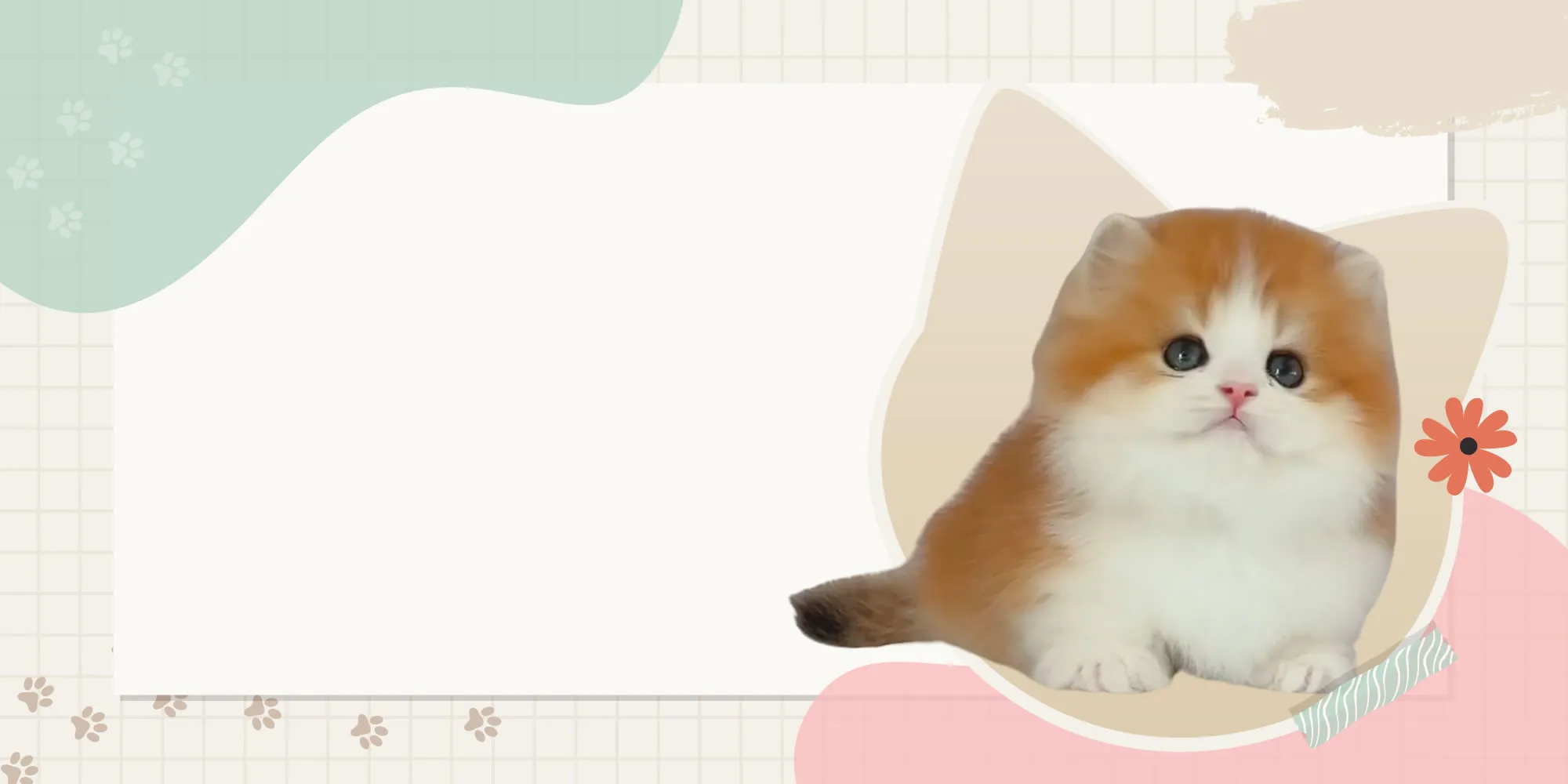 小安貓舍-貓舍,英短貓舍,桃園貓舍,龜山貓舍,林口貓舍