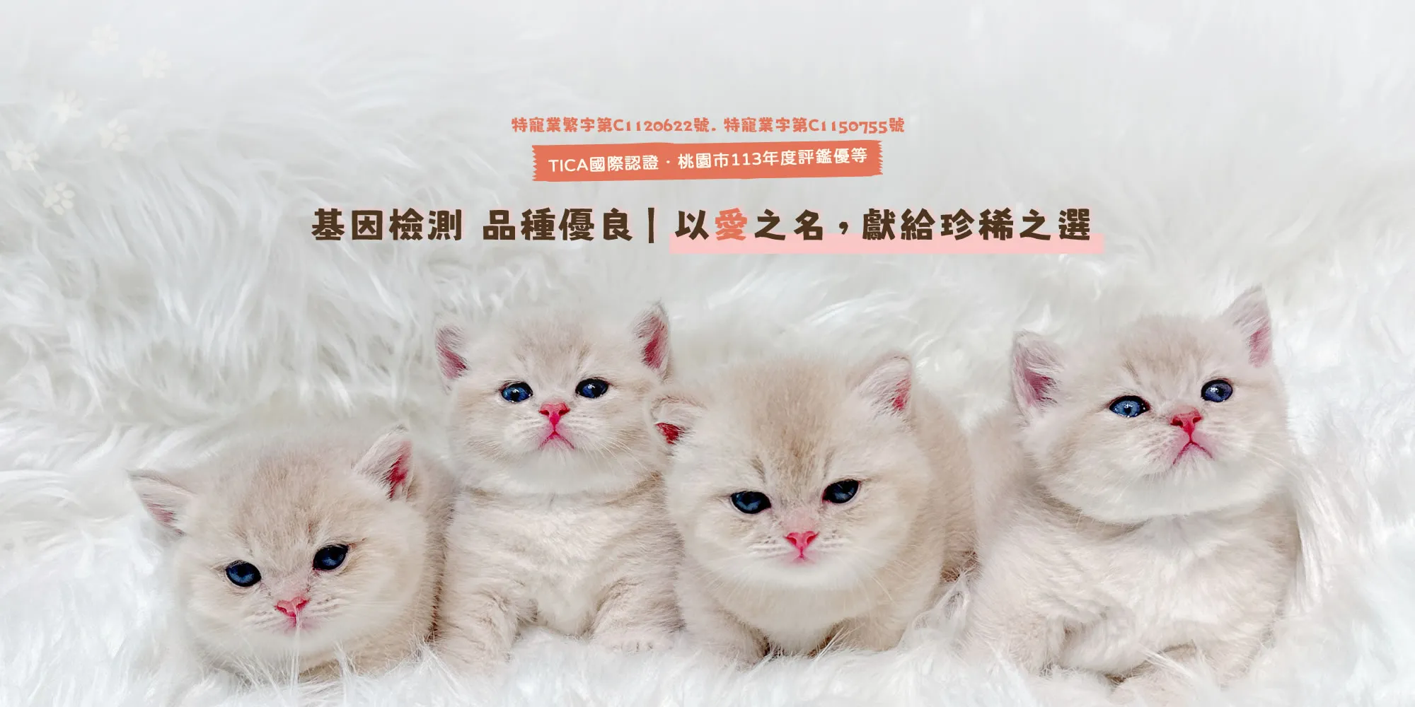 小安貓舍-貓舍,英短貓舍,桃園貓舍,桃園英短貓舍,龜山貓舍,龜山英短貓舍