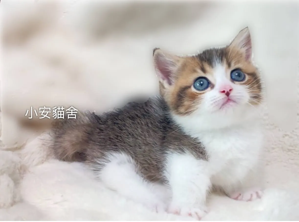 小安貓舍╳小安精品貓舍