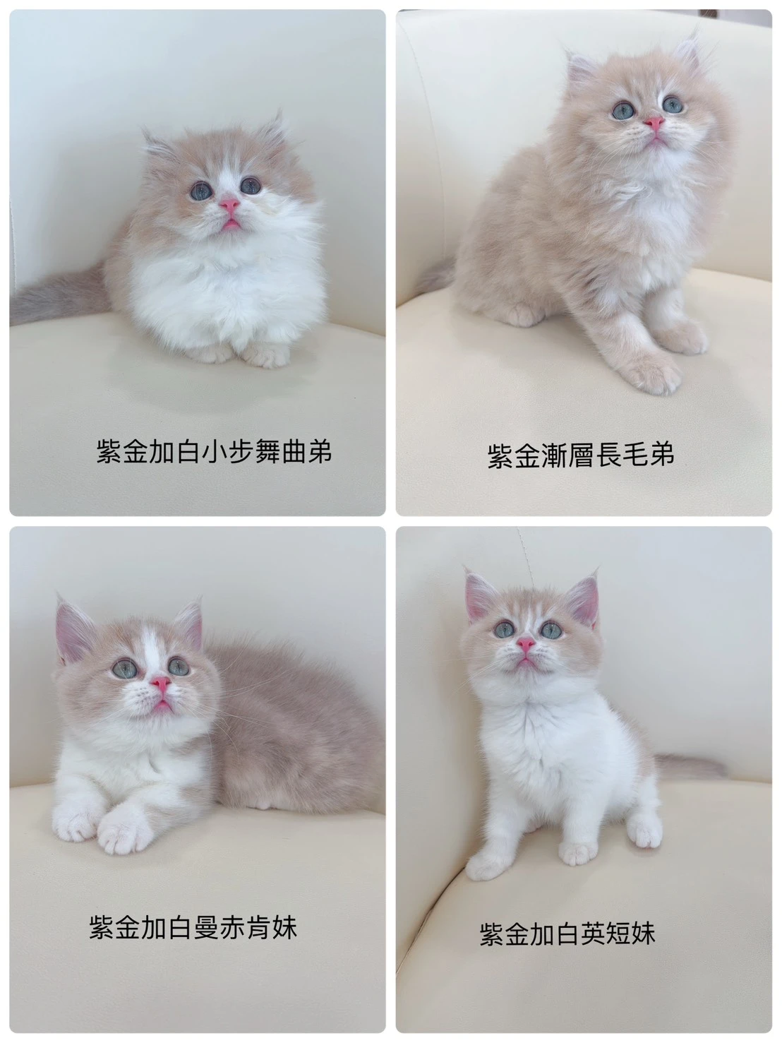 可愛的寶貝們找家中