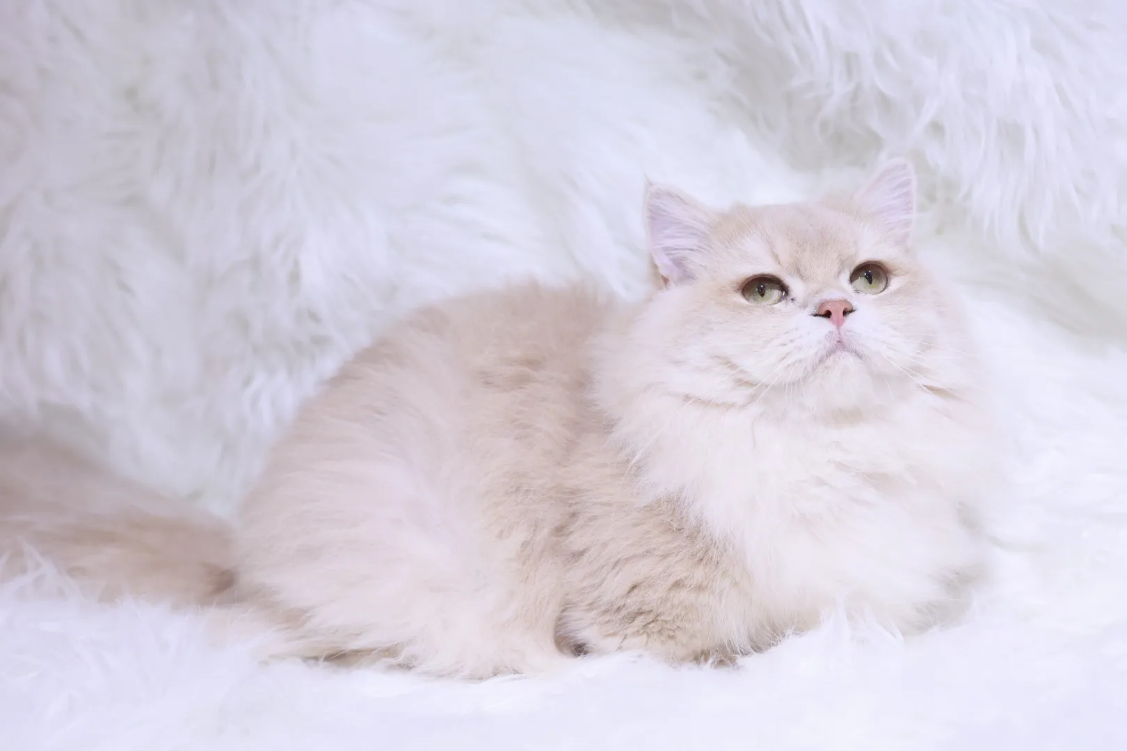 紫金漸層12色小步舞曲弟弟