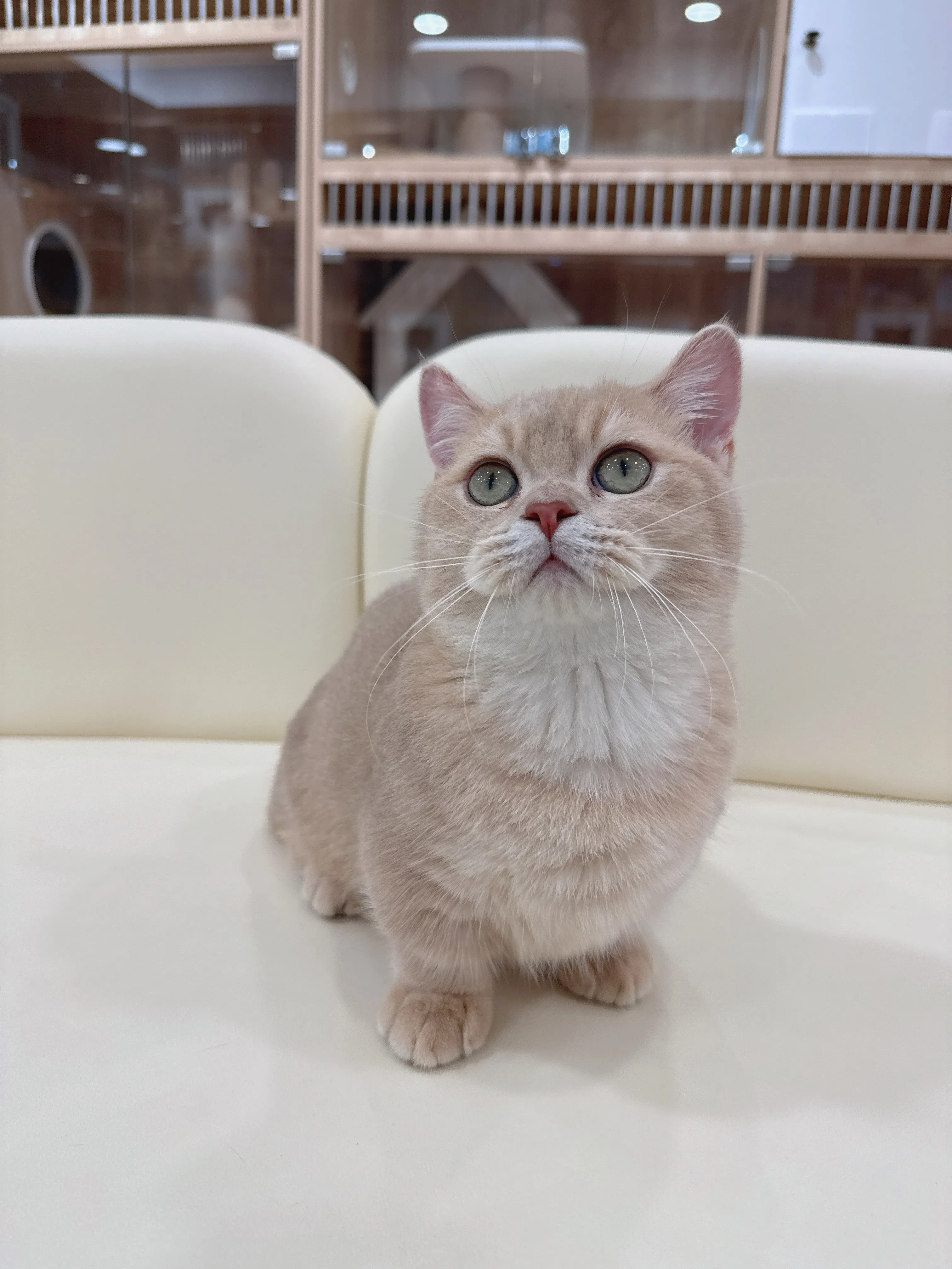 紫金漸層曼赤肯弟弟