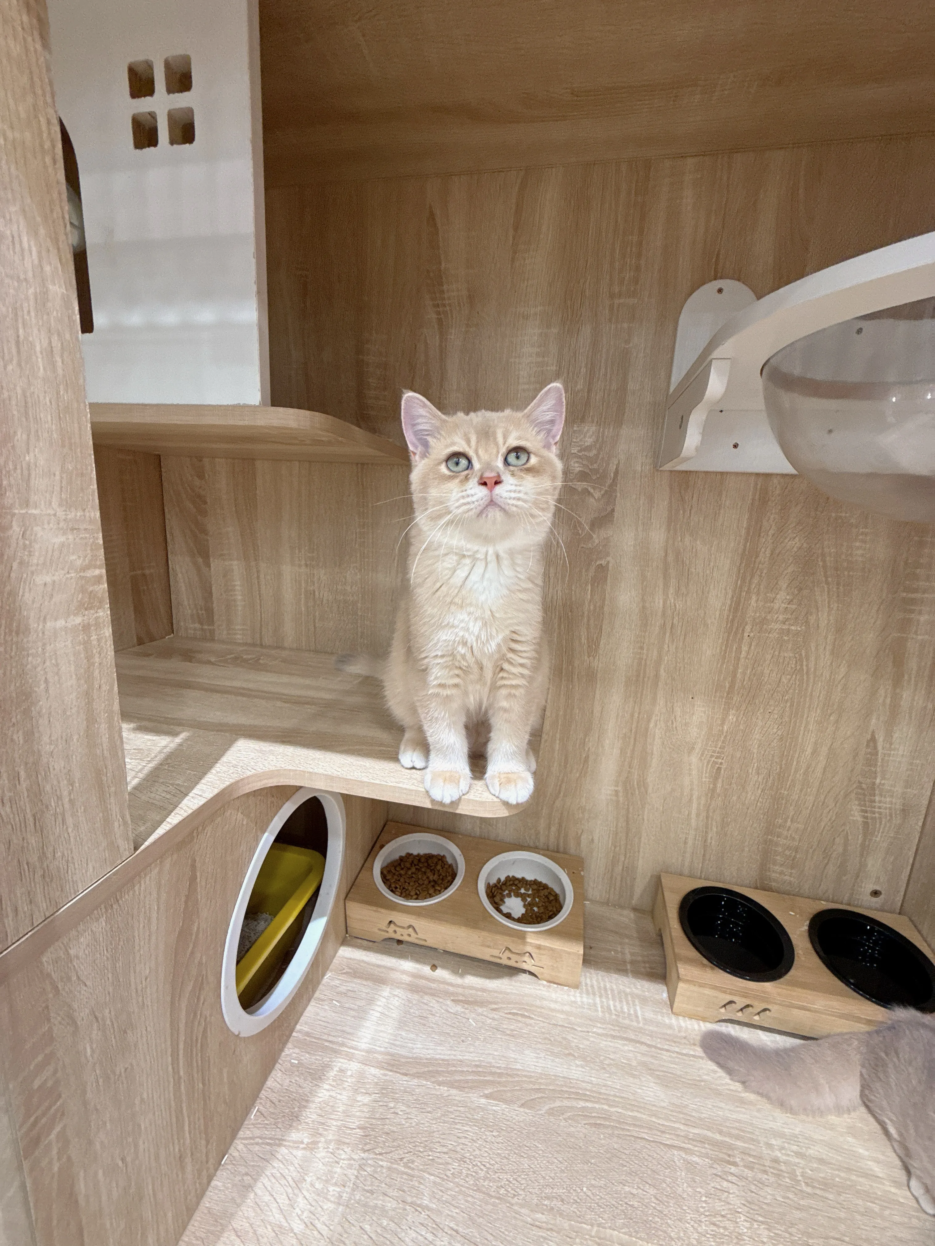 紫金漸層英國短毛貓弟弟