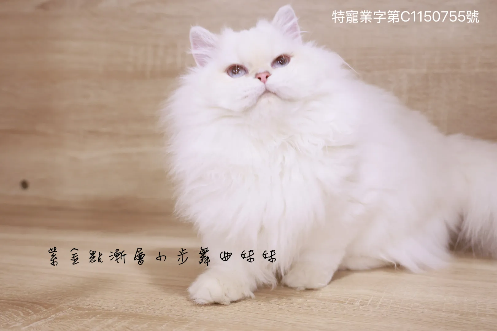 紫金漸層英國長毛貓小步舞曲妹妹 No.5991