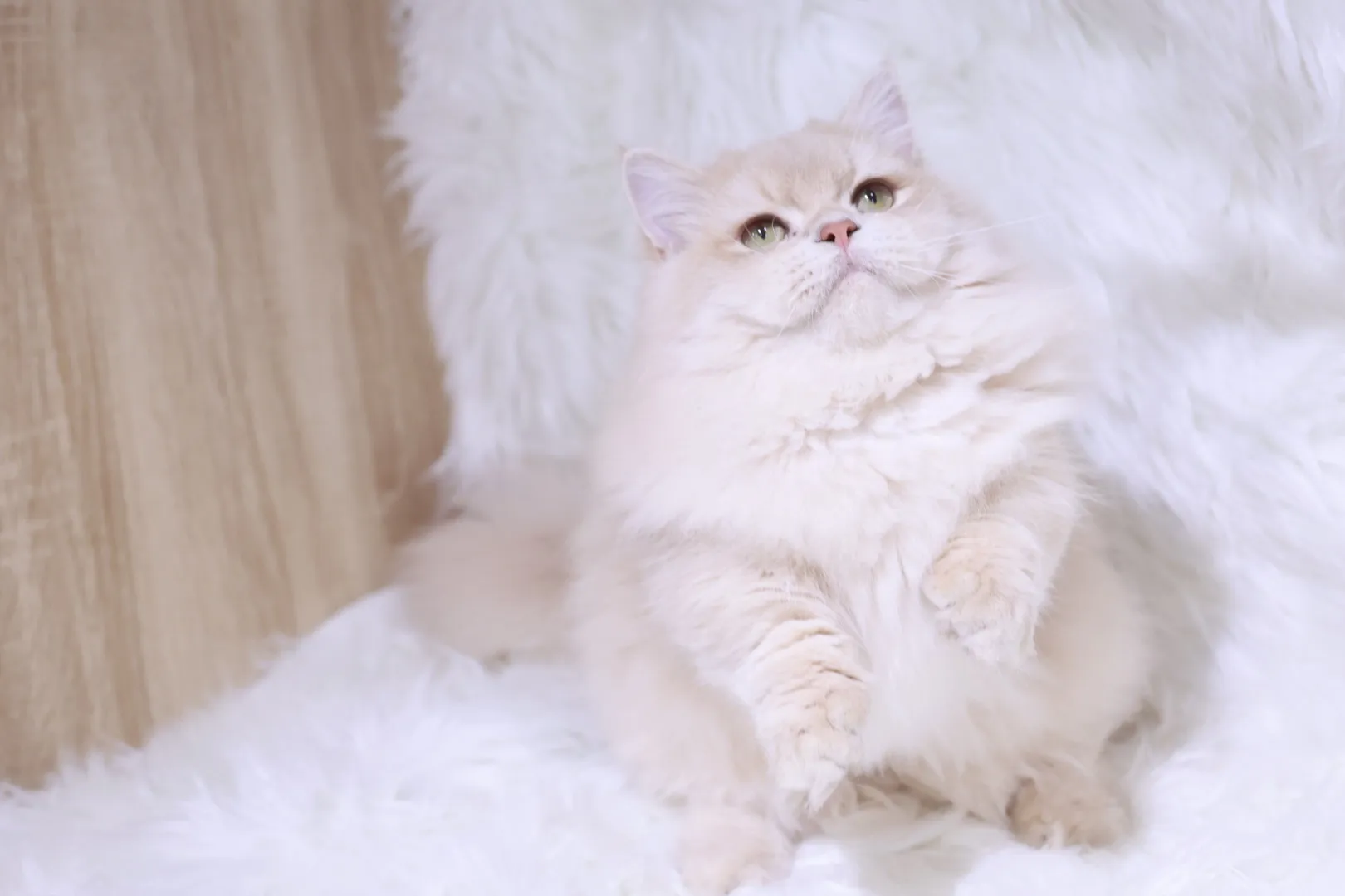 紫金漸層12色小步舞曲弟弟