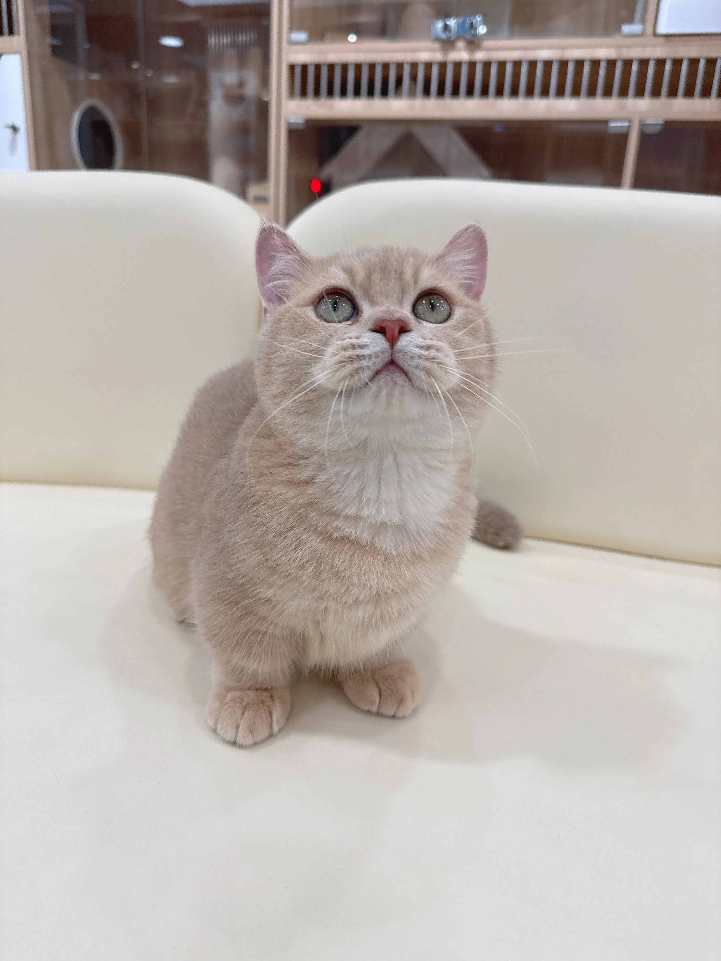 紫金漸層曼赤肯弟弟