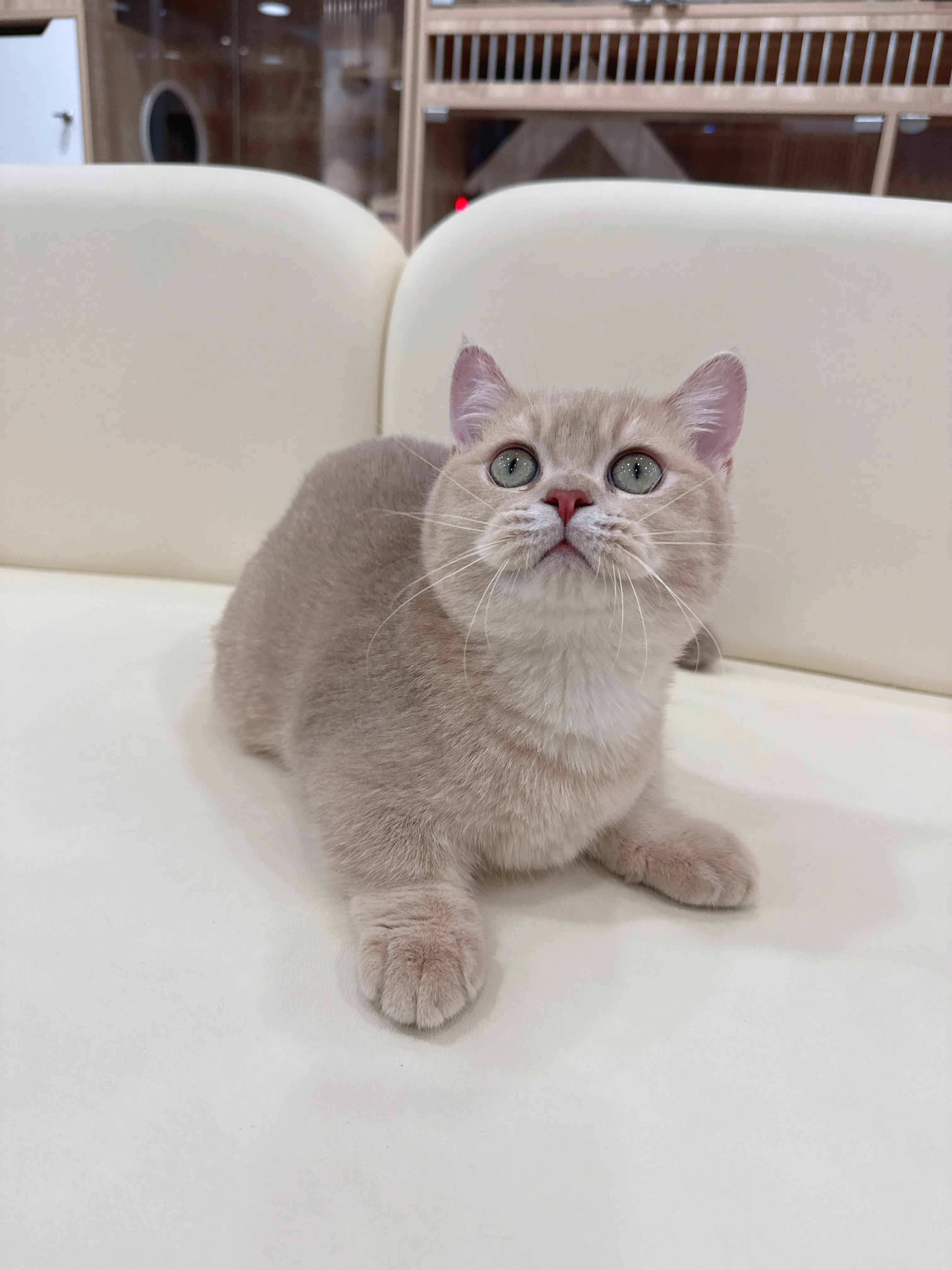 紫金漸層曼赤肯弟弟