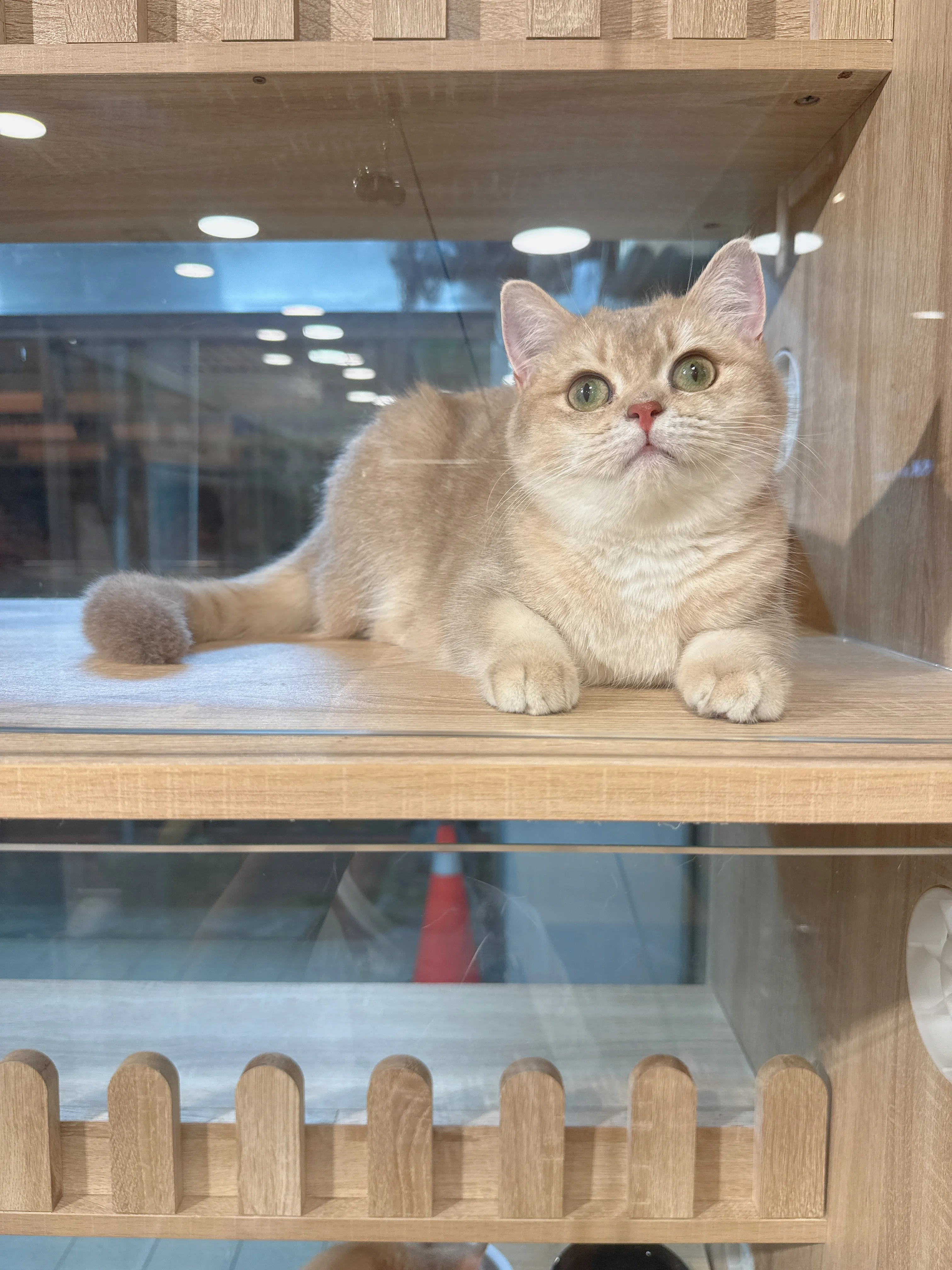 紫金漸層英國短毛貓妹妹 No.5987