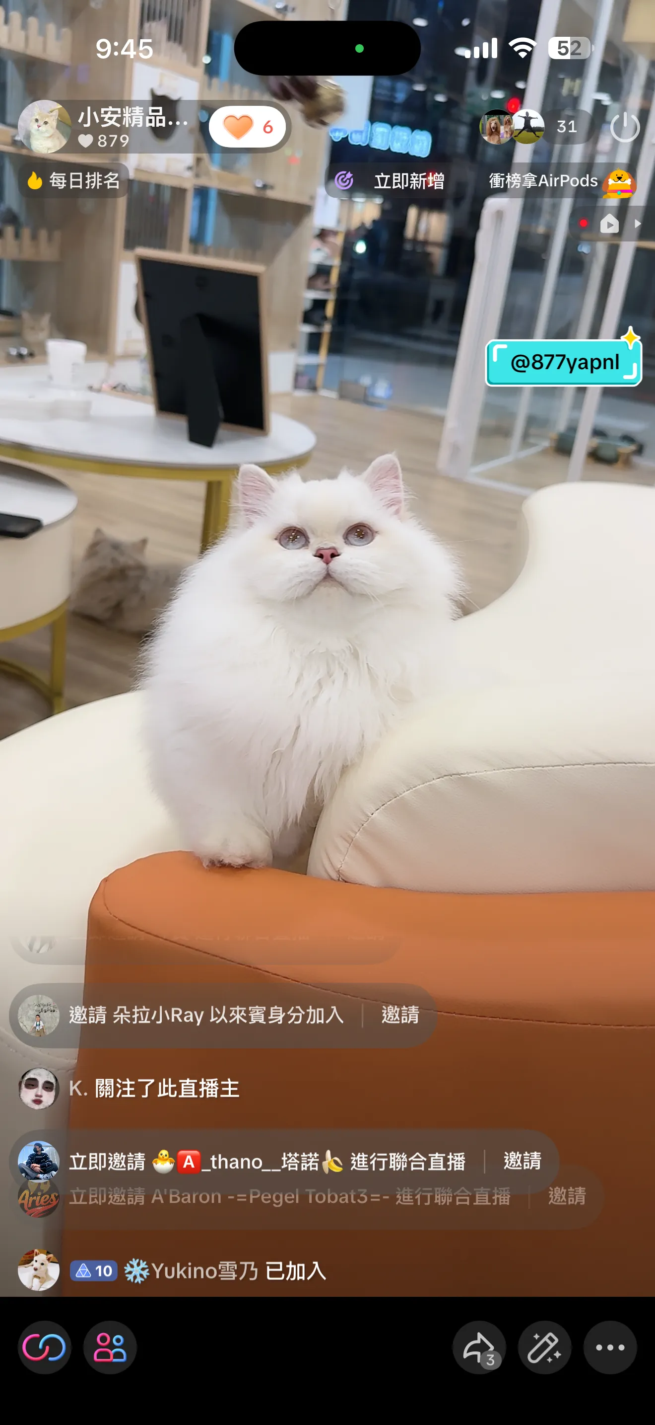 紫金漸層英國長毛貓小步舞曲妹妹 No.5991