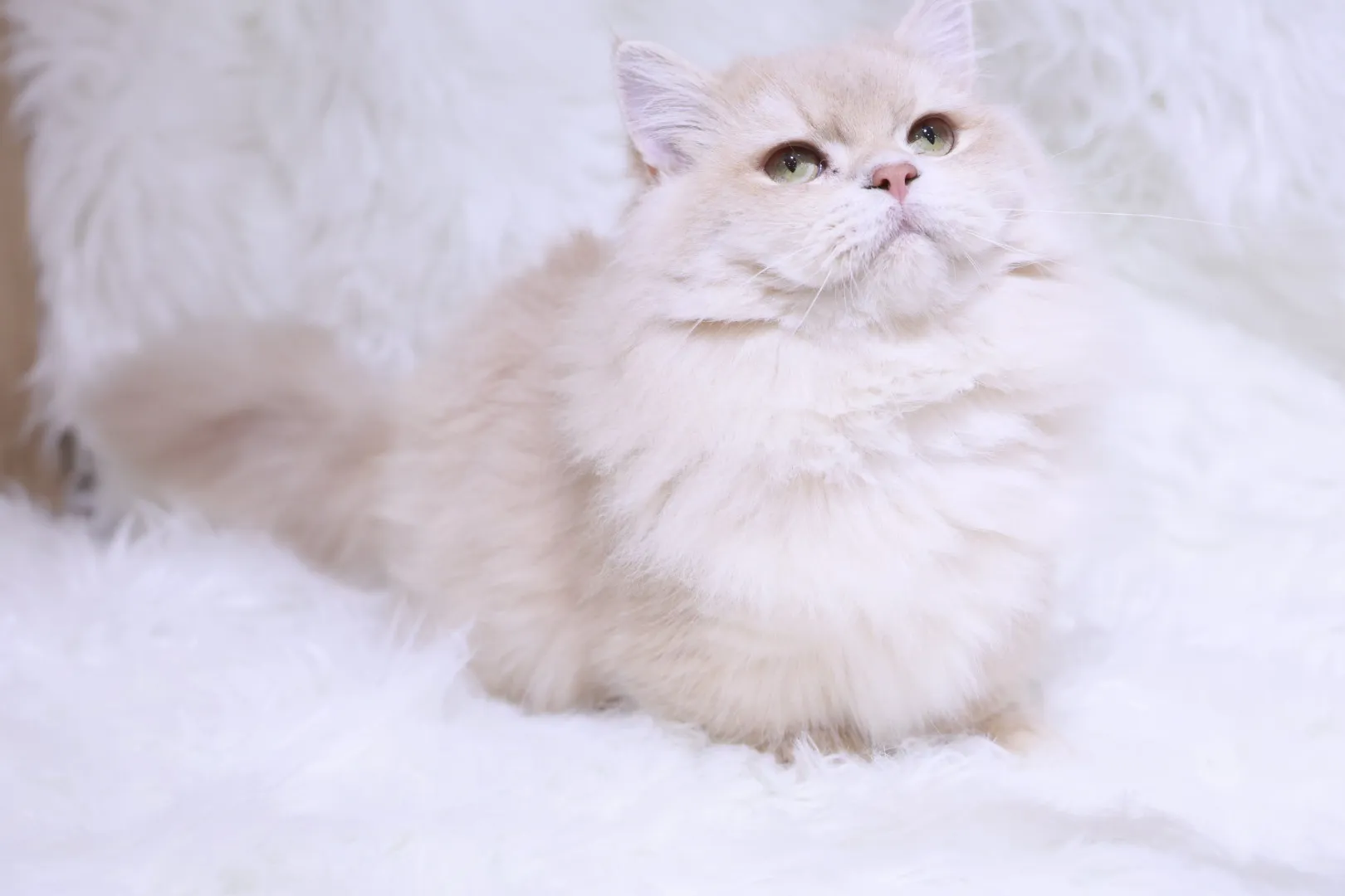 紫金漸層12色小步舞曲弟弟