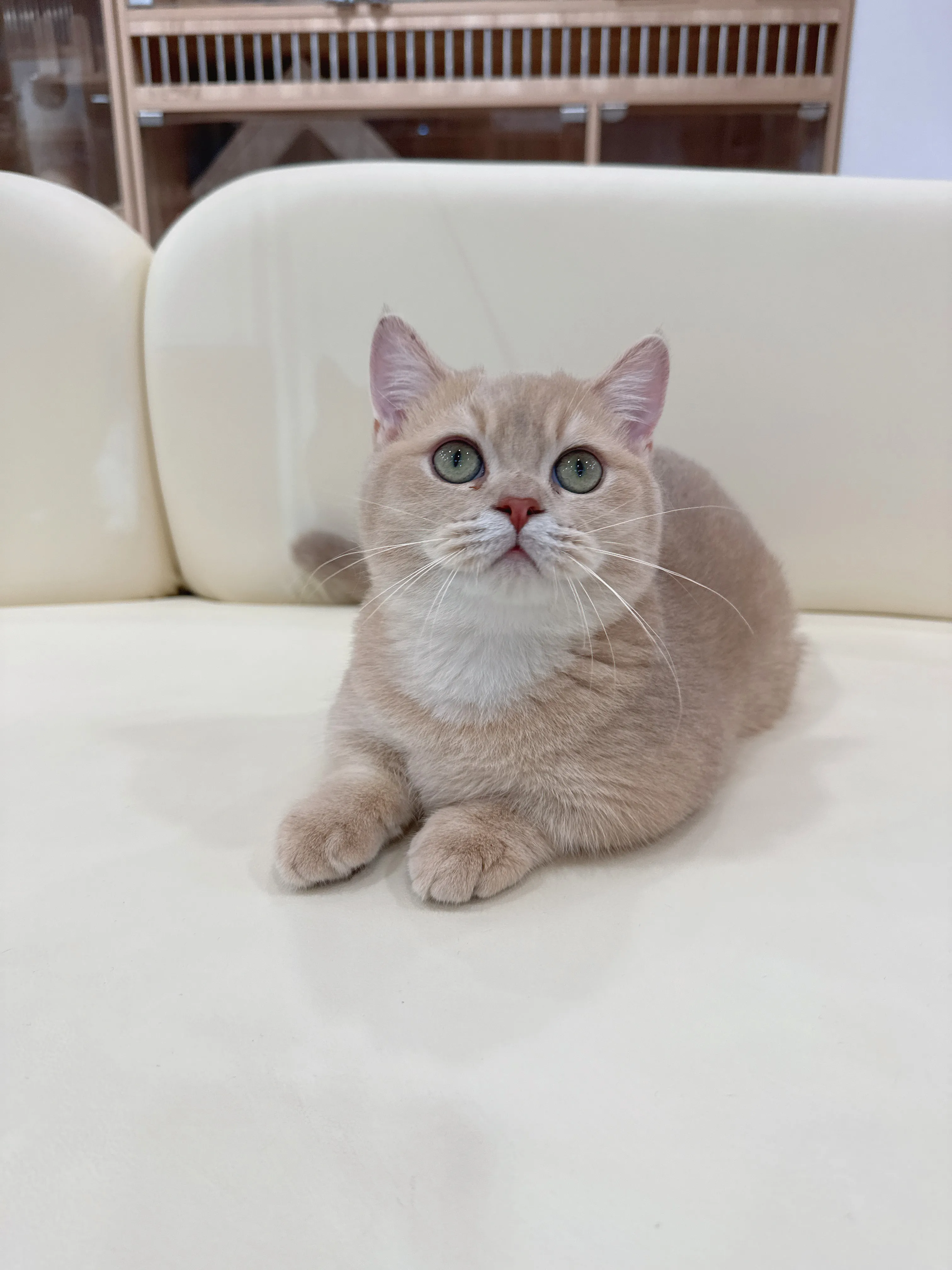 紫金漸層曼赤肯弟弟