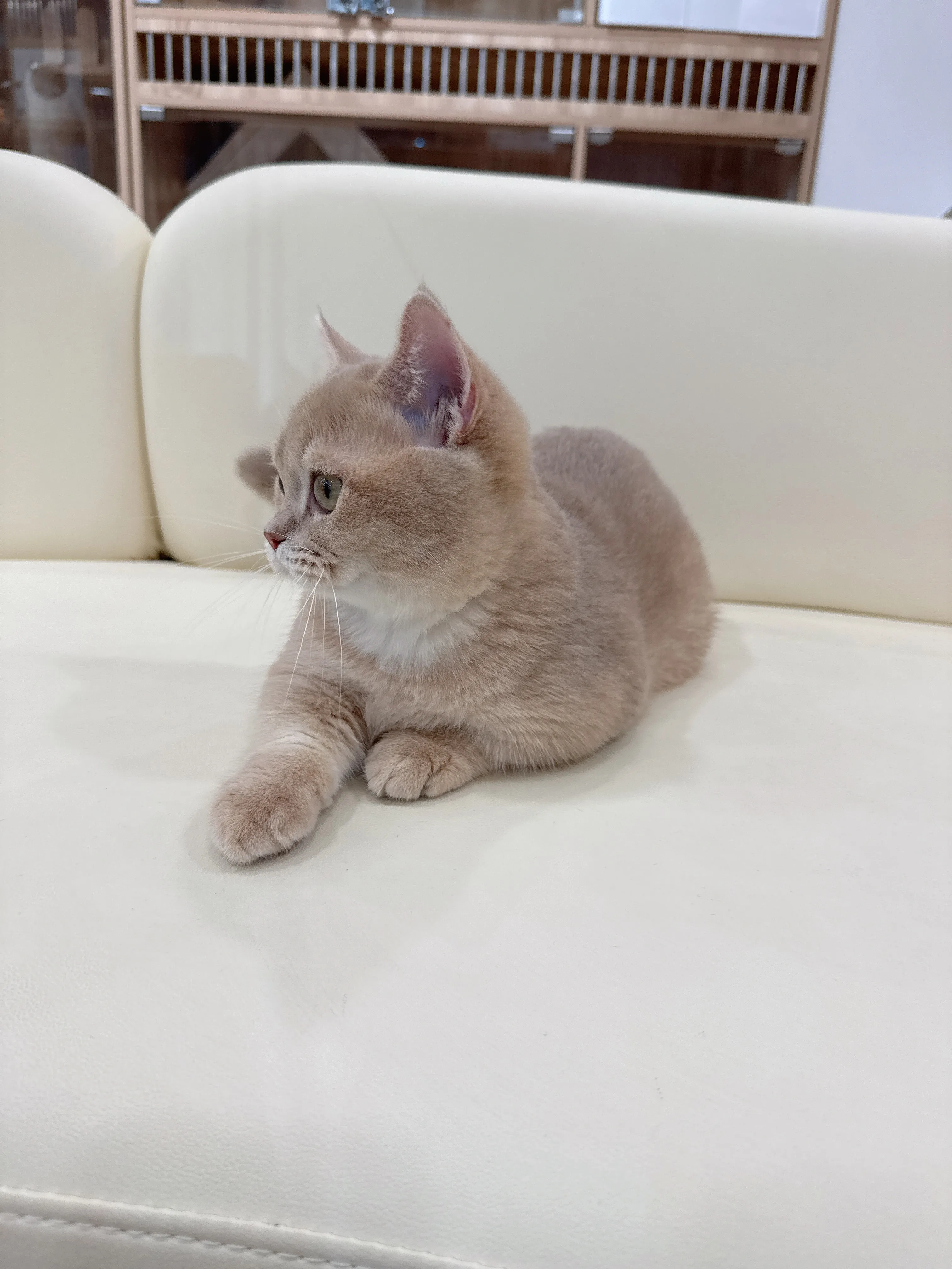 紫金漸層曼赤肯弟弟