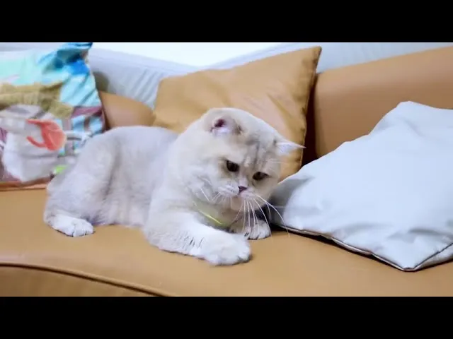 進口種公-紫金漸層英國短毛貓-薯片