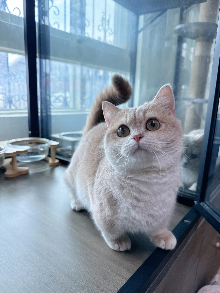 紫金漸層英國短毛貓小步舞曲-蛋堡(進口二代種母)１