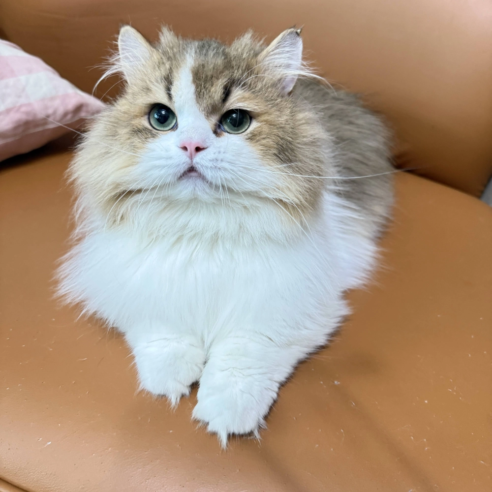 金加白漸層英國長毛貓-金煙斗１