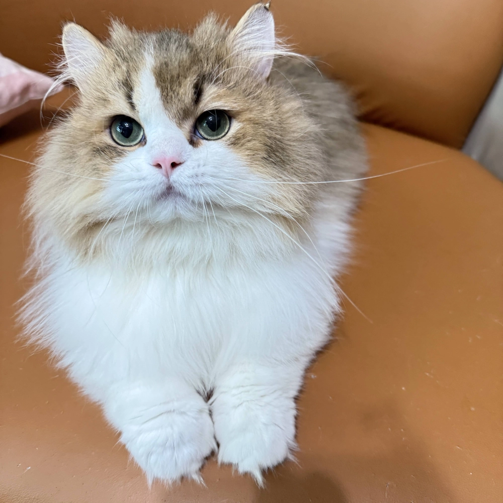 金加白漸層英國長毛貓-金煙斗２