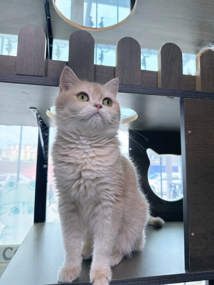 小鹿金漸層英國短毛貓-貴妃