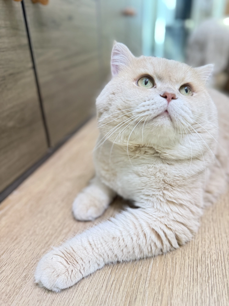 12色小鹿金漸層-豆漿１