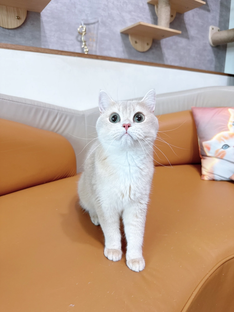 紫金漸層英國短毛貓-肖肖