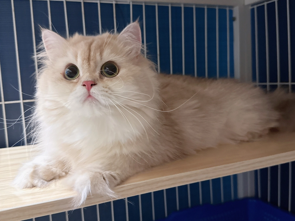 12色紫金漸層英國長毛貓-膨塞塞