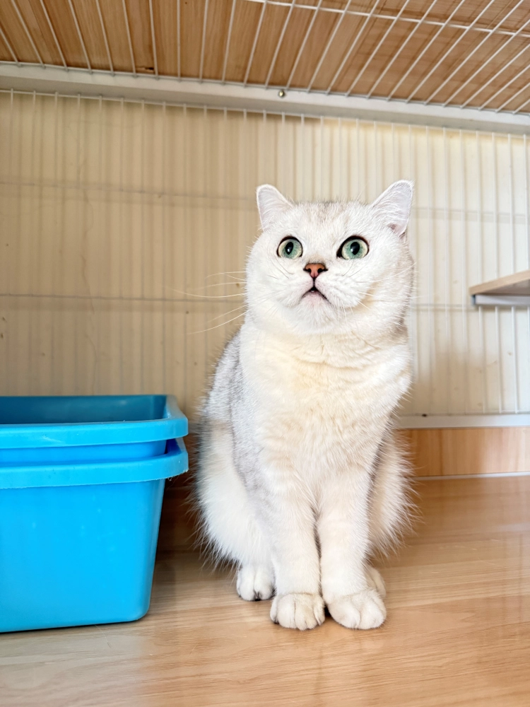 銀漸層英國短毛貓-白白