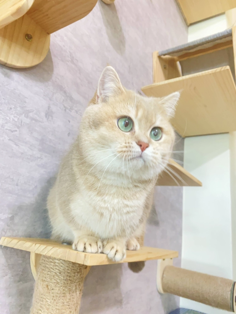 紫金漸層小步舞曲英國短毛貓-冬瓜(進口二代種母)１