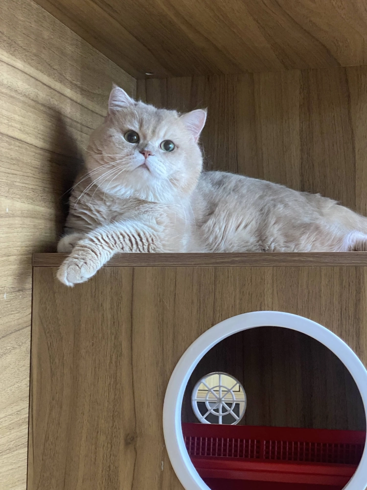 12色小鹿金漸層-豆漿３