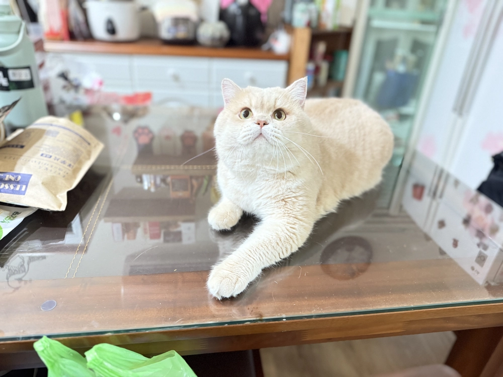 12色小鹿金漸層-豆漿２