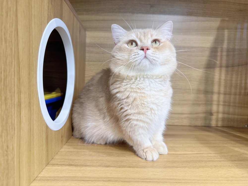 小鹿金漸層英國短毛貓小步舞曲-大炮１