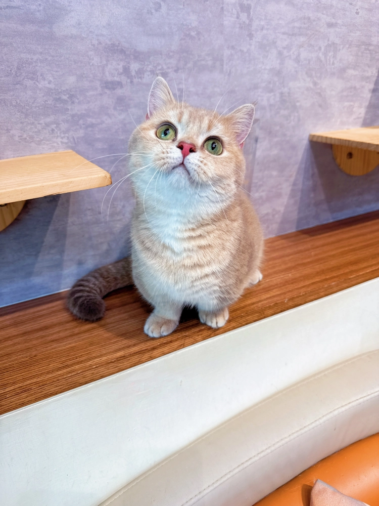 紫金漸層英國短毛貓小步舞曲-金瓜(進口二代種母)