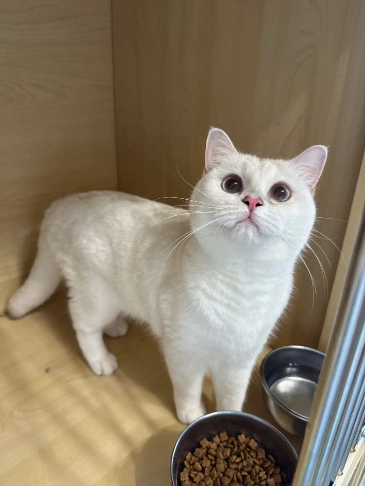 藍金點漸層英國短毛貓-林志玲