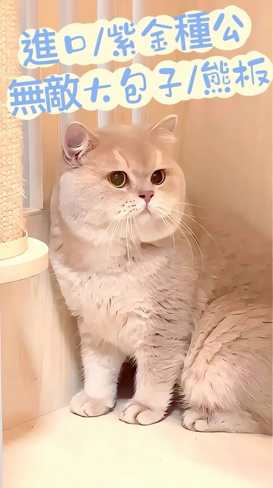 紫金漸層英國短毛貓-薯片