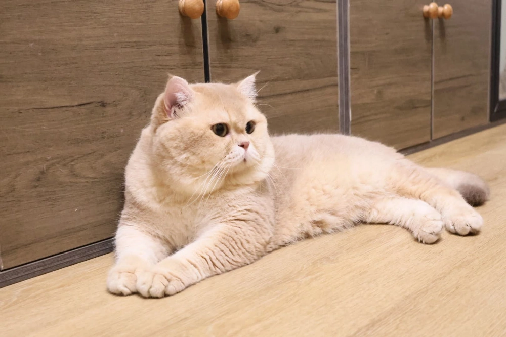 紫金漸層英國短毛貓-？？