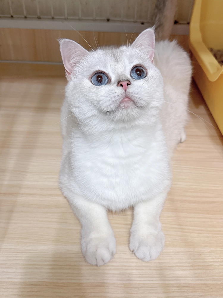 藍金點漸層英國短毛貓-亮亮