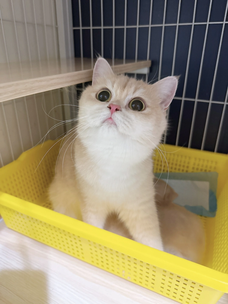 12色紫金漸層英國短毛貓-圓圓