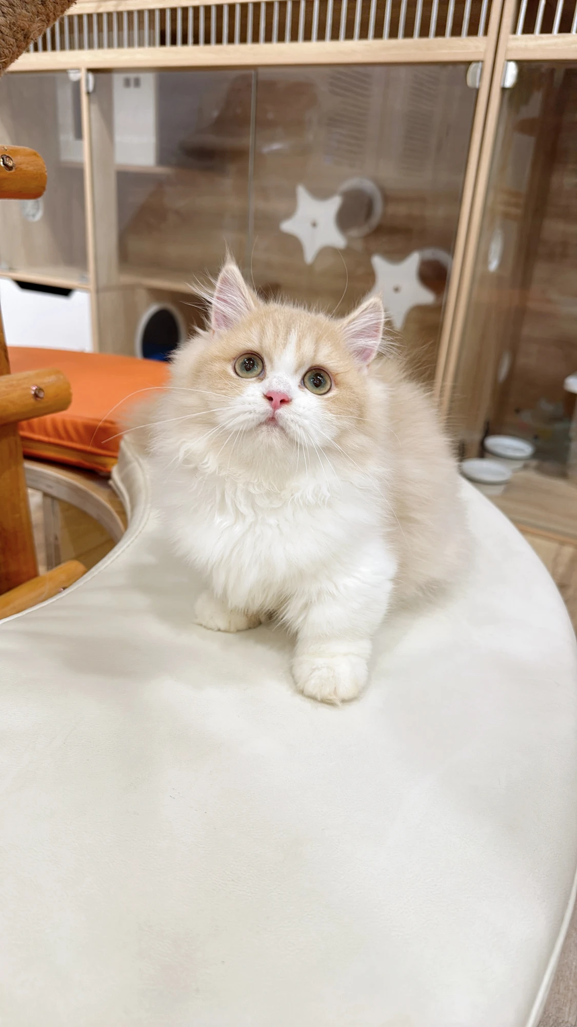 景甜-小鹿金加白漸層小步舞曲妹妹 No.7897