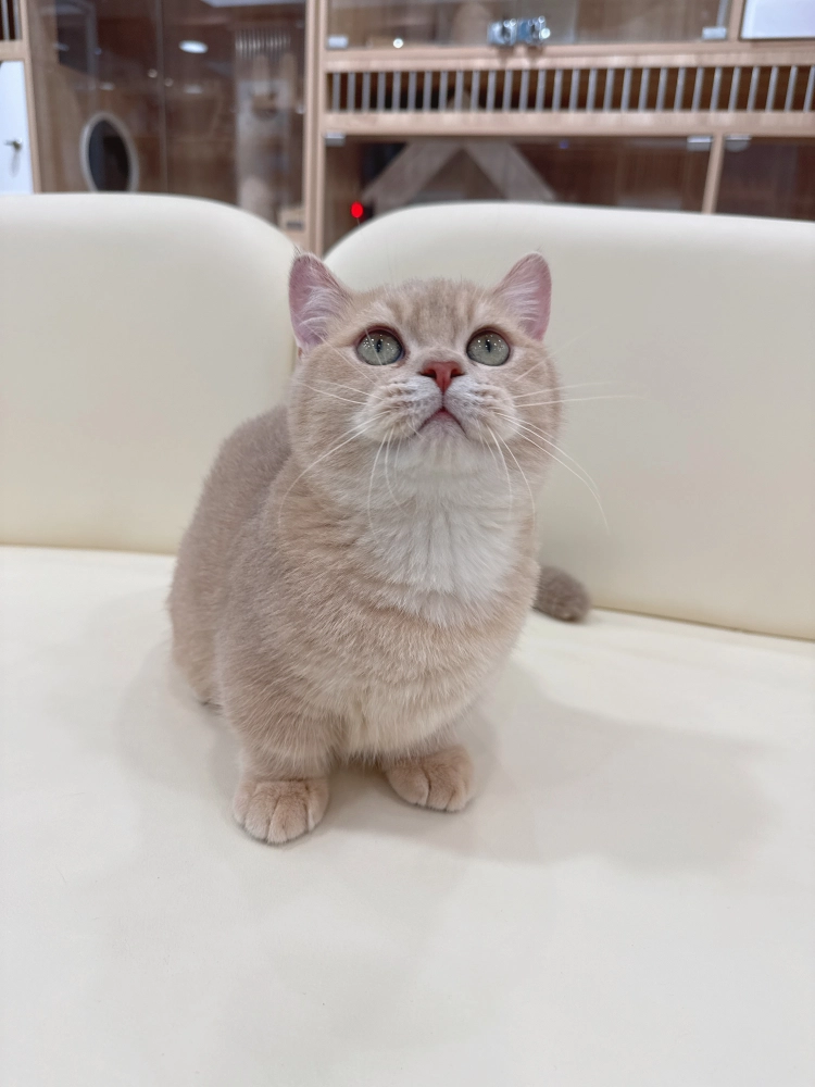 紫金漸層曼赤肯弟弟