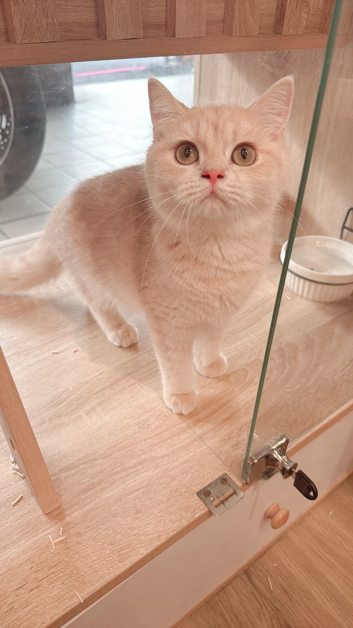 柳如煙-紫金漸層英短