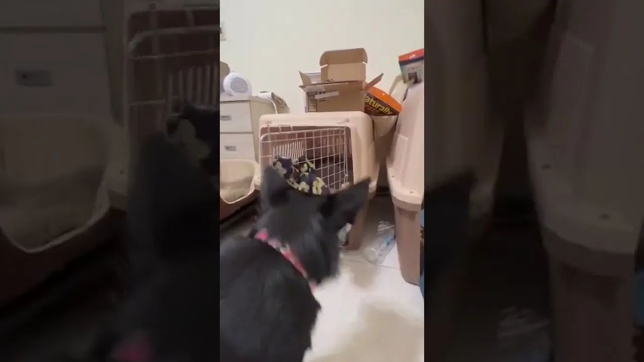 籠內訓練可以很開心~dog crate training #shorts