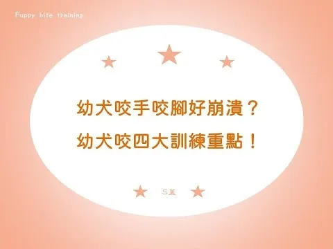 幼犬咬手咬腳好崩潰？幼犬咬四大訓練重點！Puppy Bite Training【S蓋】