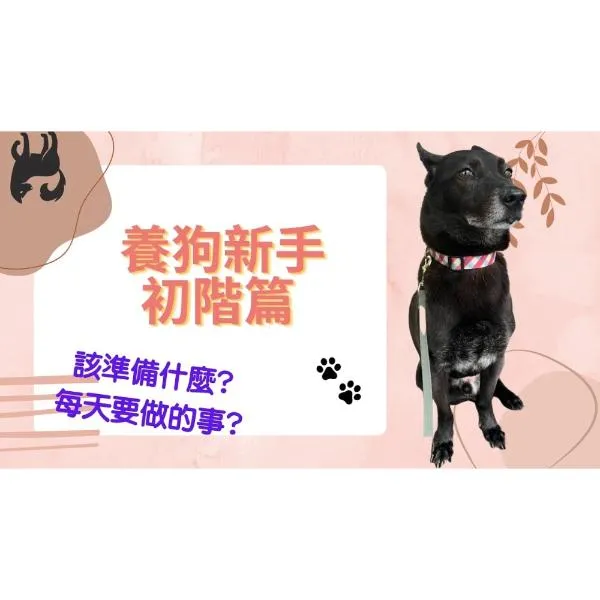 【新手篇初階】養狗後需要準備的東西以及每天該做的事！很重要｜S蓋