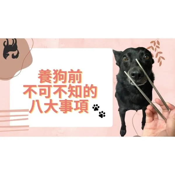養狗狗前你不可不知的八大注意事項以及需要具備的能力｜S蓋