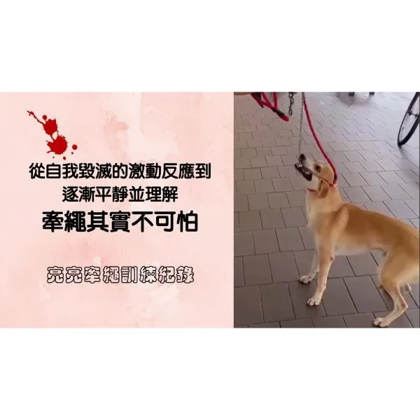 從自我毀滅的激動反應到逐漸平靜並理解牽繩其實不可怕，散步原來好輕鬆。狗狗原來只是需要.....亮亮牽繩訓練紀錄｜S蓋
