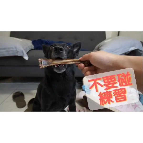 不要碰練習。leave it｜S蓋 #shorts