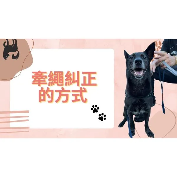 關於牽繩糾正的方式~如何使用牽繩與狗狗搭建溝通橋梁？別總是跟狗狗拉拉扯扯！Leash Correction【S蓋】