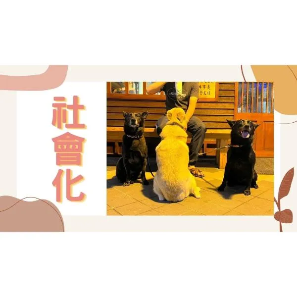 狗狗訓練Dog Training｜幼犬要怎麼社會化？為什麼要社會化？社會化的時機點、方式、內容又是什麼？社會化絕對不是要你的狗狗人人都好、狗狗都好。Puppy Socialization｜S蓋