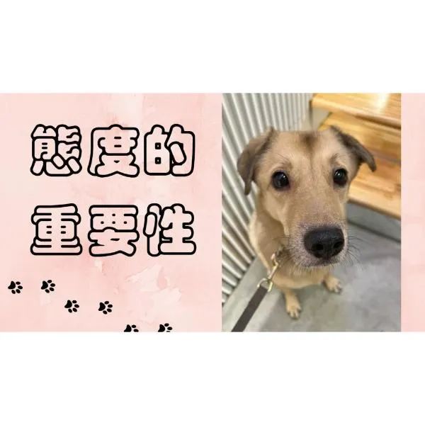 狗狗訓練Dog Training｜態度的重要性！原來重中之重一直都是....知道但不一定能做到，讓我來唸唸你們~｜S蓋