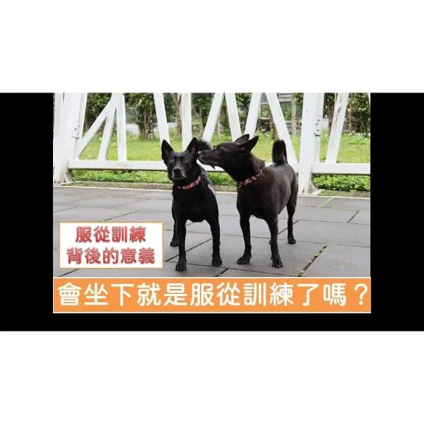 服從訓練很重要嗎？為什麼嚴重行為問題可以透過基礎服從訓練慢慢改善？進行服從訓練背後的意義是什麼？原來要訓練的都不是狗狗！別再錯怪狗狗了。【S蓋】