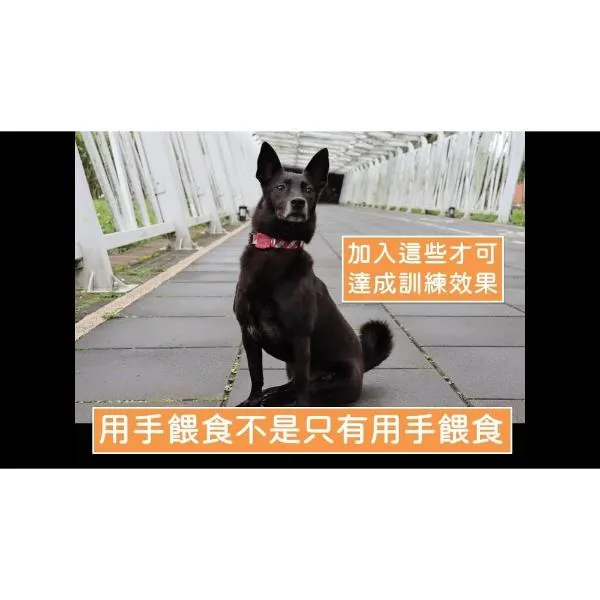 狗狗訓練Dog Training｜用手餵食不是只有用手餵食，這樣的餵食方式是錯的！？加入這些才能達到訓練效果！｜S蓋